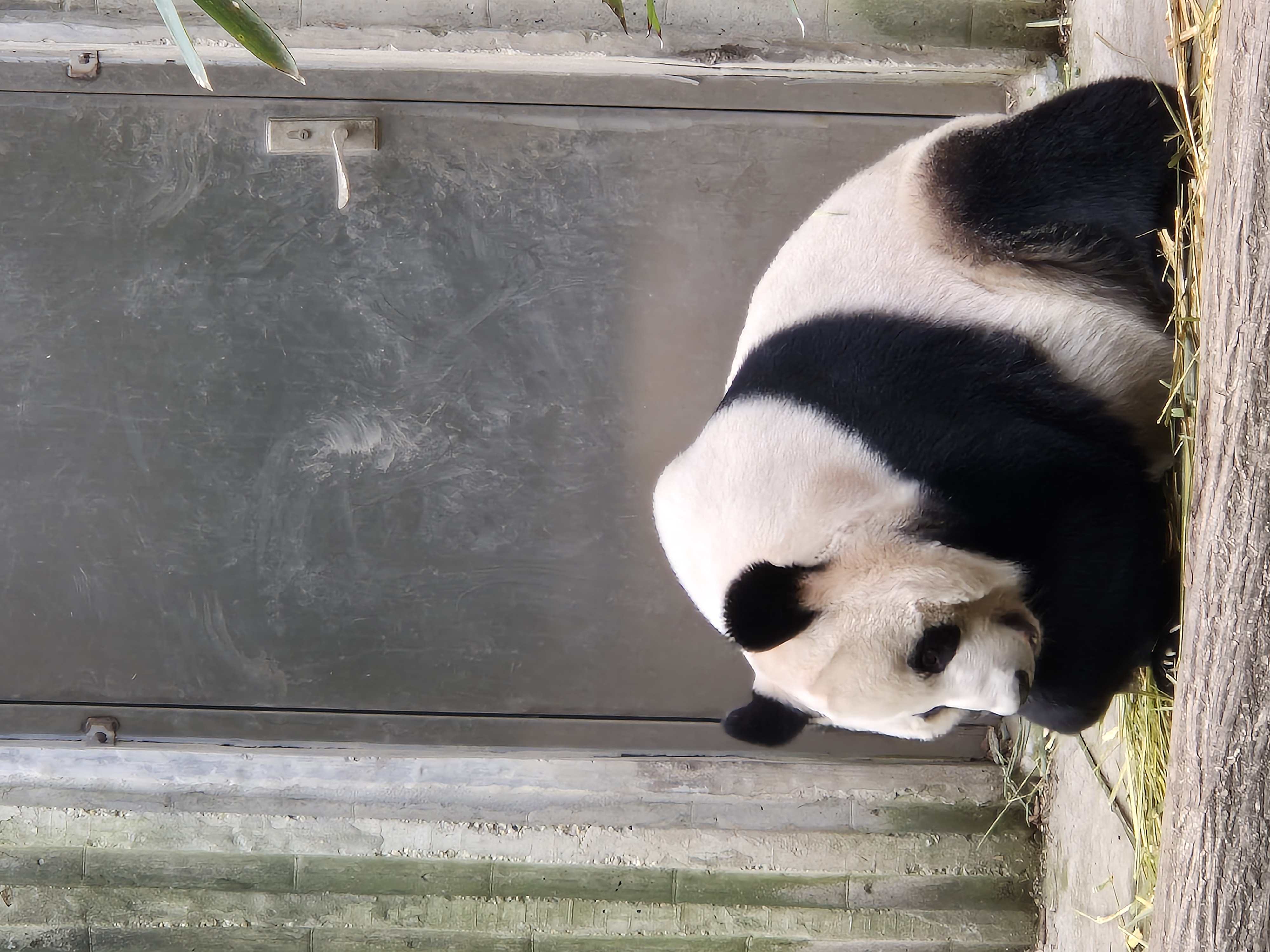Panda v čínském výběhu během poznávacího programu